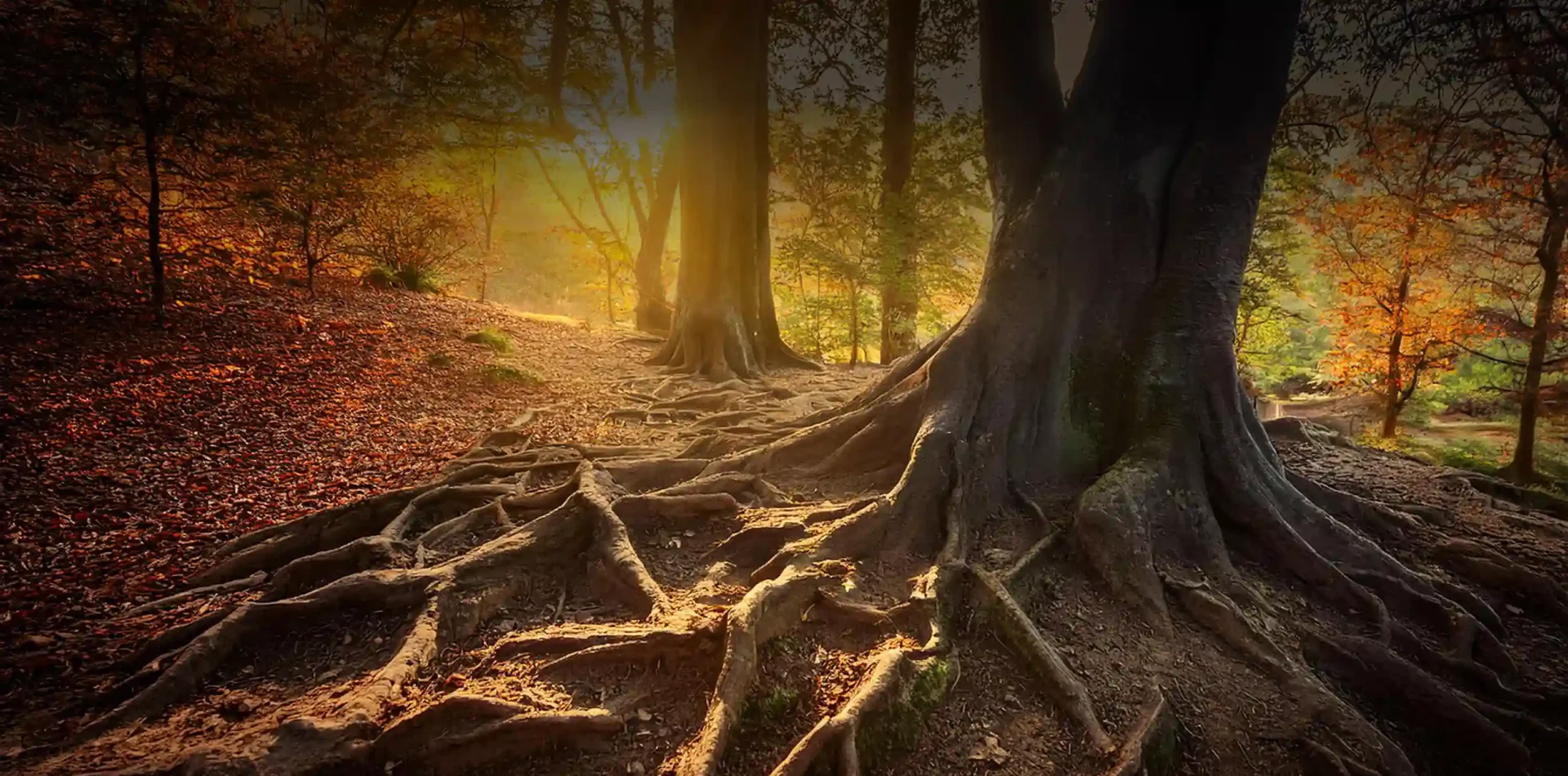 Formations pour hoteliers et écoles d'hôtellerie - Coach Hôtels