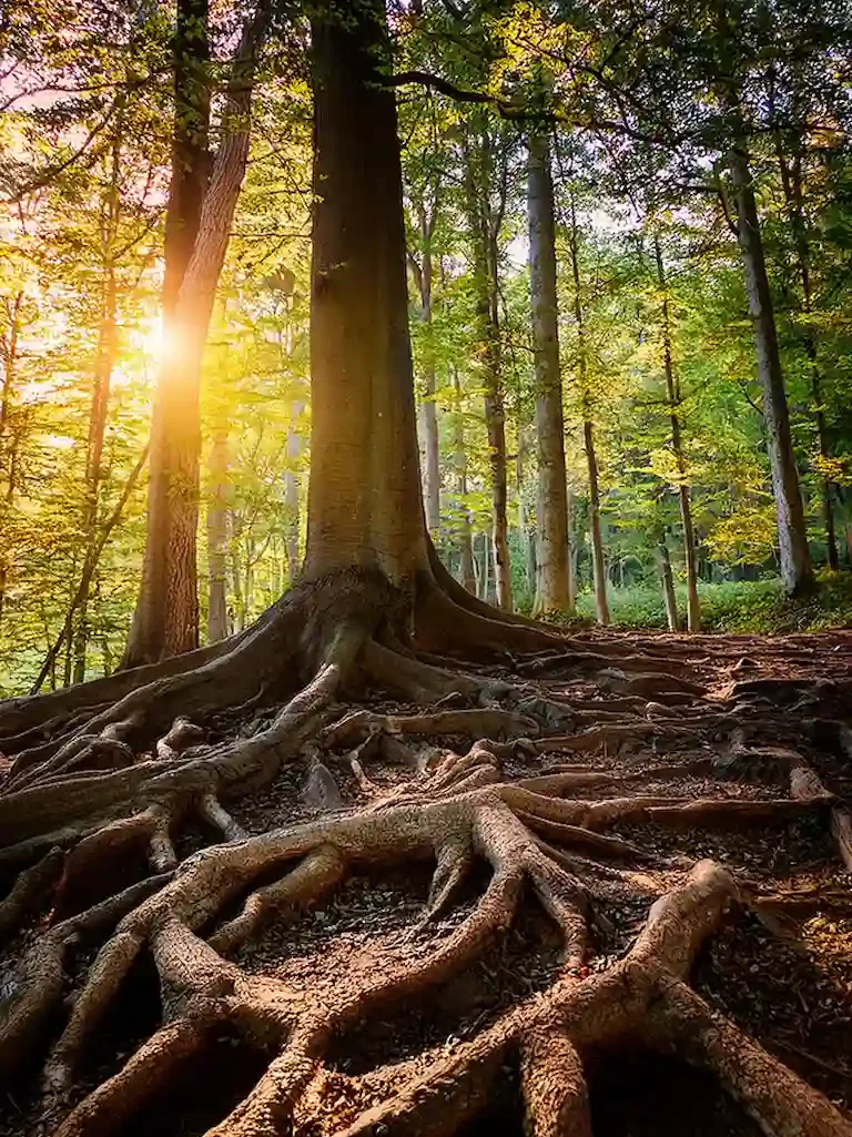 Formations pour hoteliers et écoles d'hôtellerie - Coach Hôtels